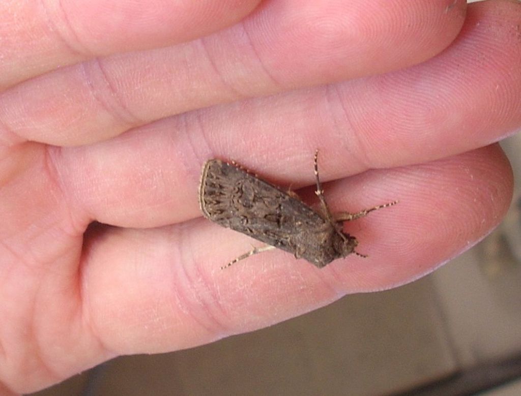 Agrotis sp.